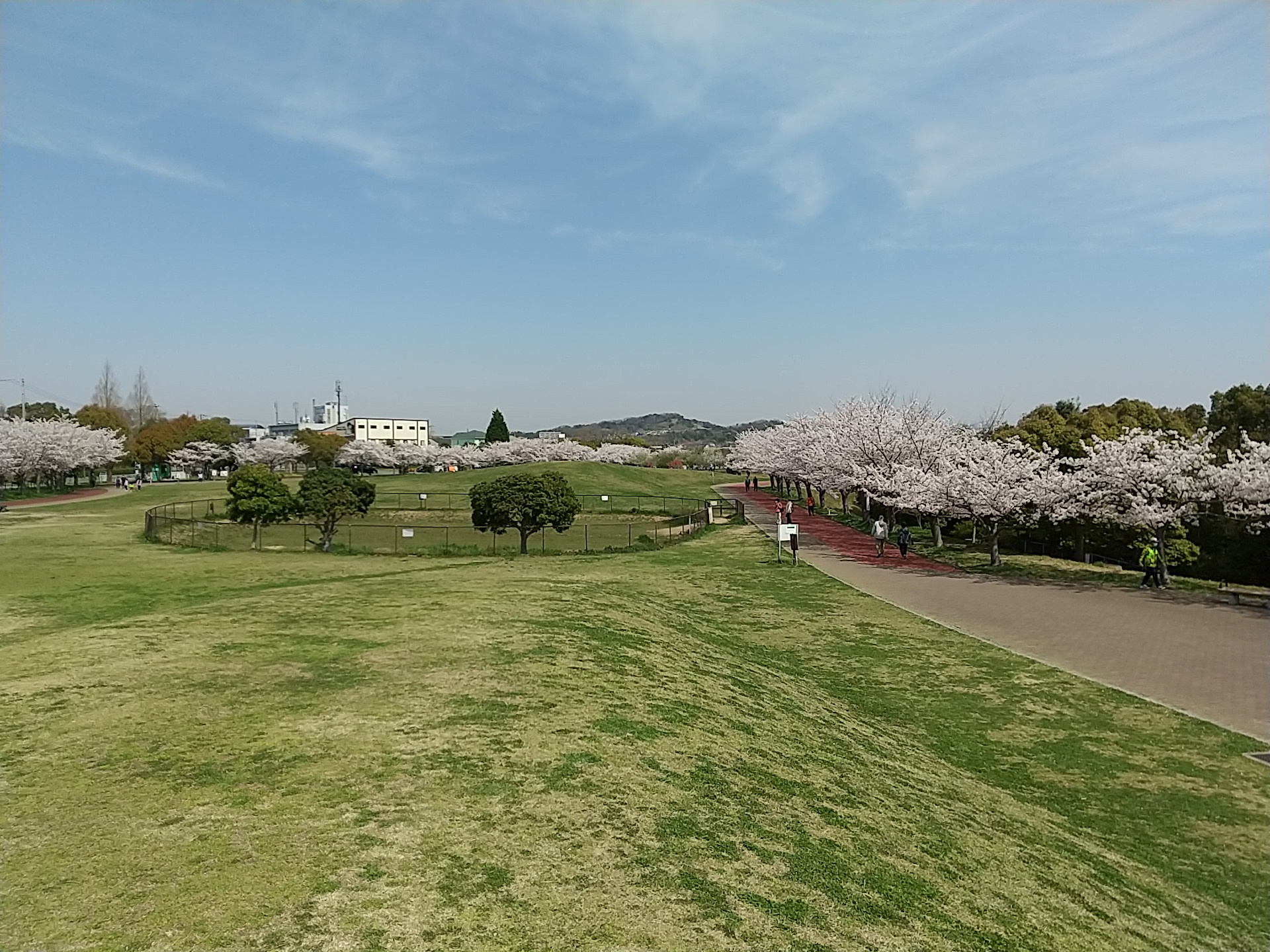外周園路沿いの桜並木と芝生広場