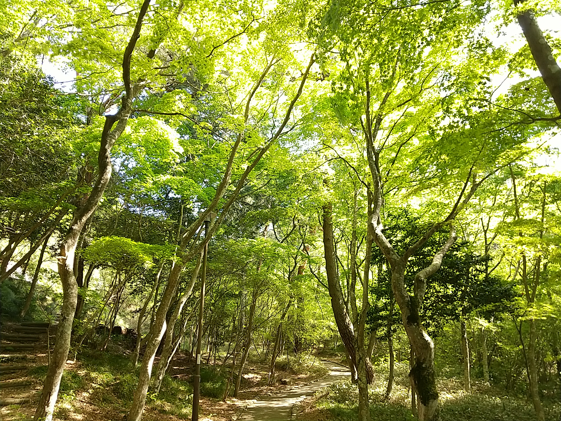森林浴が楽しめる、瑞宝寺公園の遊歩道