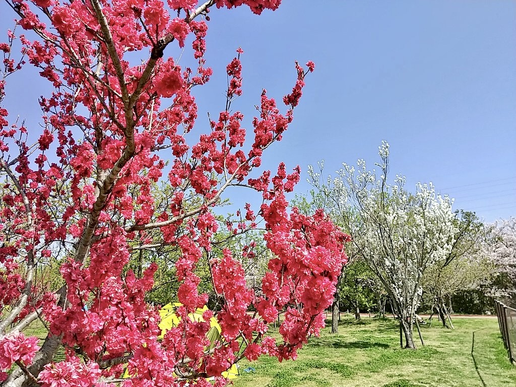 春に美しいハナモモが咲く垂水桃源郷