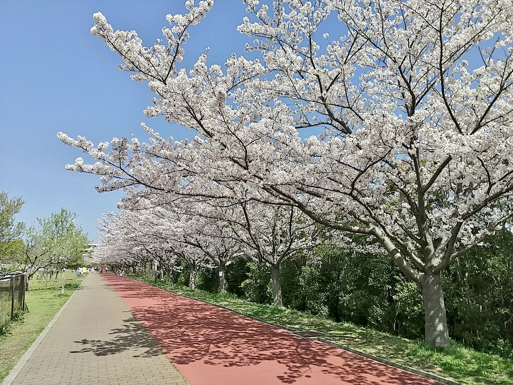 外周園路沿いの満開の桜並木