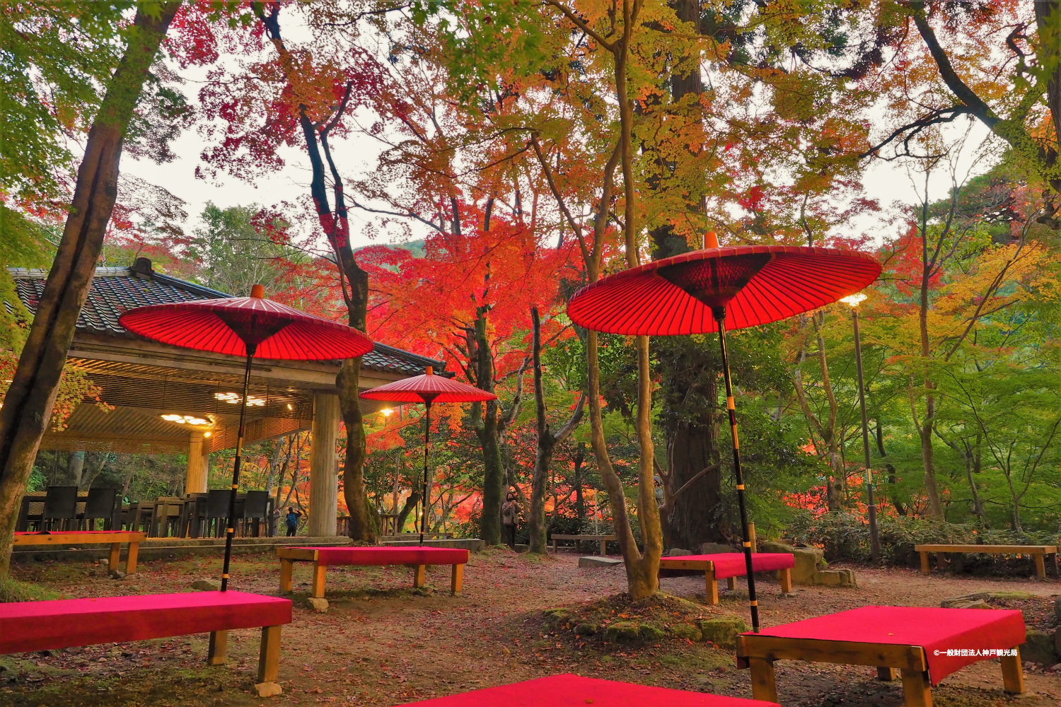 紅葉が広がる瑞宝寺公園で開かれている有馬大茶会