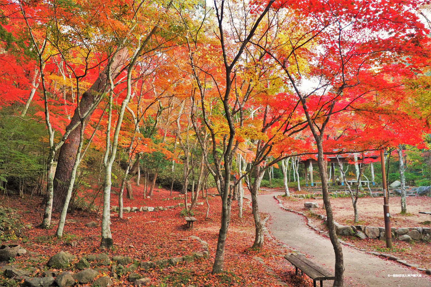 紅葉真っ盛りの瑞宝寺公園
